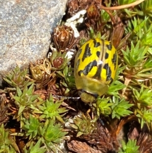 Paropsisterna obliterata at Kosciuszko National Park - 12 Dec 2023