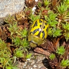 Paropsisterna obliterata at Kosciuszko National Park - 12 Dec 2023