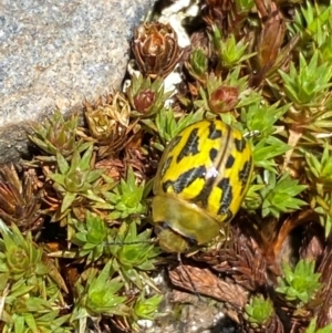 Paropsisterna obliterata at Kosciuszko National Park - 12 Dec 2023