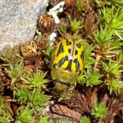 Paropsisterna obliterata at Kosciuszko National Park - 12 Dec 2023