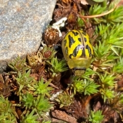 Paropsisterna obliterata at Kosciuszko National Park - 12 Dec 2023