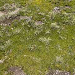 Pentachondra pumila at Kosciuszko National Park - 12 Dec 2023