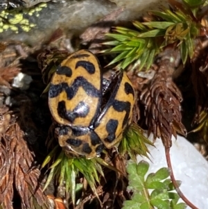 Cleobora mellyi at Kosciuszko National Park - 12 Dec 2023