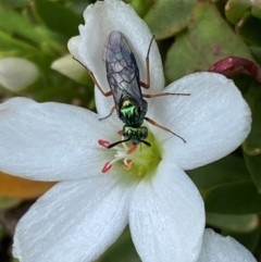 Eurys sp. (genus) (Eurys sawfly) at Geehi, NSW - 12 Dec 2023 by SteveBorkowskis