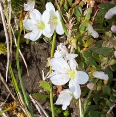 Montia australasica (White Purslane) at Geehi, NSW - 12 Dec 2023 by SteveBorkowskis