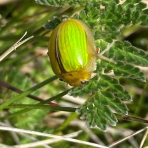 Paropsisterna hectica at Kosciuszko National Park - 12 Dec 2023