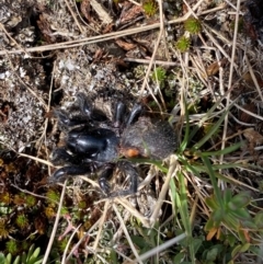 Unidentified Trapdoor, Funnelweb or Mouse spider (Mygalomorphae) at Kosciuszko National Park - 11 Dec 2023 by SteveBorkowskis