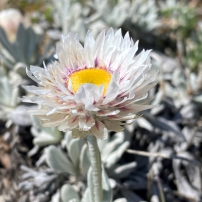 Leucochrysum alpinum (Alpine Sunray) at Kosciuszko National Park - 12 Dec 2023 by SteveBorkowskis