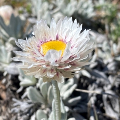 Leucochrysum alpinum (Alpine Sunray) at Kosciuszko National Park - 12 Dec 2023 by SteveBorkowskis