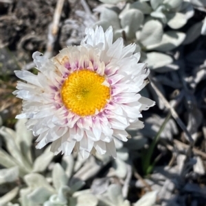 Leucochrysum alpinum at Kosciuszko National Park - 12 Dec 2023 10:33 AM