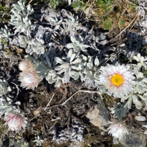 Leucochrysum alpinum at Kosciuszko National Park - 12 Dec 2023 10:33 AM