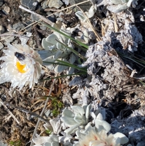 Leucochrysum alpinum at Kosciuszko National Park - 12 Dec 2023