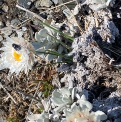 Leucochrysum alpinum at Kosciuszko National Park - 12 Dec 2023