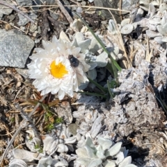 Leucochrysum alpinum at Kosciuszko National Park - 12 Dec 2023 10:33 AM