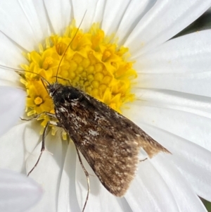 Heliothela (genus) at Kosciuszko National Park - 12 Dec 2023