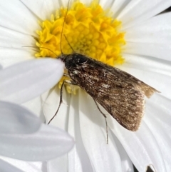 Heliothela (genus) at Kosciuszko National Park - 12 Dec 2023