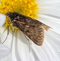 Heliothela (genus) at Kosciuszko National Park - 12 Dec 2023