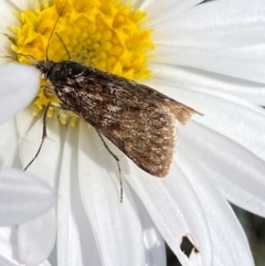 Heliothela (genus) at Kosciuszko National Park - 12 Dec 2023