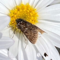 Heliothela (genus) at Kosciuszko National Park - 12 Dec 2023