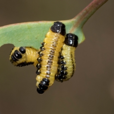 Paropsis atomaria (Eucalyptus leaf beetle) at Kuringa Woodlands - 14 Feb 2023 by AlisonMilton