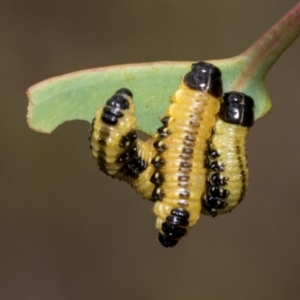 Paropsis atomaria at Kuringa Woodland (CPP) - 14 Feb 2023