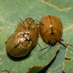 Paropsisterna cloelia (Eucalyptus variegated beetle) at Kuringa Woodlands - 14 Feb 2023 by AlisonMilton