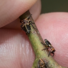 Eurymela sp. (genus) (Gumtree hopper) at Kuringa Woodlands - 14 Feb 2023 by AlisonMilton