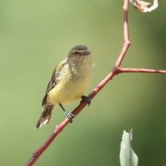 Smicrornis brevirostris (Weebill) at Fraser, ACT - 14 Feb 2023 by AlisonMilton