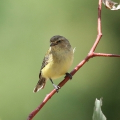 Smicrornis brevirostris at Fraser, ACT - 14 Feb 2023