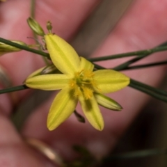 Tricoryne elatior (Yellow Rush Lily) at Kuringa Woodlands - 14 Feb 2023 by AlisonMilton