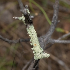 Unidentified Lichen at Kuringa Woodland (CPP) - 14 Feb 2023 by AlisonMilton