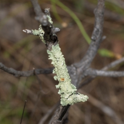 Unidentified Lichen at Kuringa Woodlands - 14 Feb 2023 by AlisonMilton