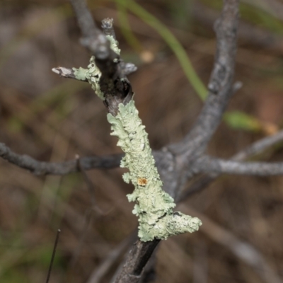 Unidentified Lichen at Fraser, ACT - 14 Feb 2023 by AlisonMilton