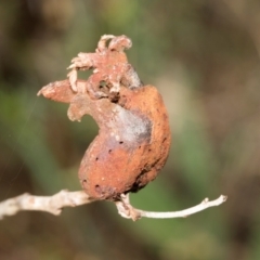 Unverified Unverified Insect Gall at Kuringa Woodlands - 14 Feb 2023 by AlisonMilton