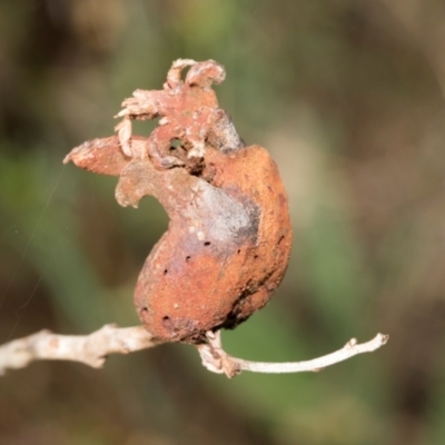 Unverified Unverified Insect Gall at Kuringa Woodlands - 14 Feb 2023 by AlisonMilton