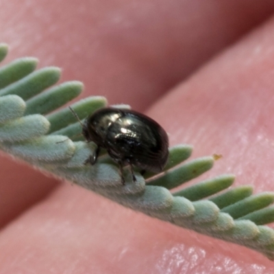 Ditropidus sp. (genus) (Leaf beetle) at Kuringa Woodlands - 14 Feb 2023 by AlisonMilton