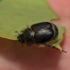 Liparetrus sp. (genus) (Chafer beetle) at Kuringa Woodlands - 14 Feb 2023 by AlisonMilton