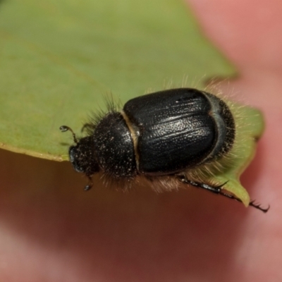 Liparetrus sp. (genus) (Chafer beetle) at Kuringa Woodlands - 14 Feb 2023 by AlisonMilton