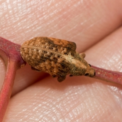 Gonipterus scutellatus (Eucalyptus snout beetle, gum tree weevil) at Kuringa Woodlands - 14 Feb 2023 by AlisonMilton