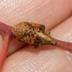 Gonipterus scutellatus (Eucalyptus snout beetle, gum tree weevil) at Fraser, ACT - 14 Feb 2023 by AlisonMilton