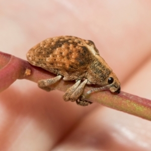 Gonipterus scutellatus at Kuringa Woodlands - 14 Feb 2023