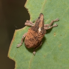 Gonipterus scutellatus at Kuringa Woodlands - 14 Feb 2023 03:04 PM