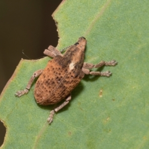 Gonipterus scutellatus at Kuringa Woodlands - 14 Feb 2023 03:04 PM