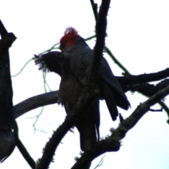 Callocephalon fimbriatum (Gang-gang Cockatoo) at Jerangle, NSW - 17 Dec 2023 by Csteele4