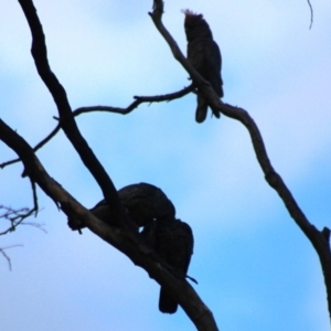 Callocephalon fimbriatum at Jerangle, NSW - 17 Dec 2023