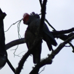 Callocephalon fimbriatum at Jerangle, NSW - 17 Dec 2023