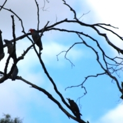 Callocephalon fimbriatum at Jerangle, NSW - suppressed