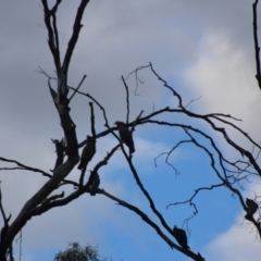 Callocephalon fimbriatum at Jerangle, NSW - 17 Dec 2023