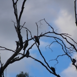 Callocephalon fimbriatum at Jerangle, NSW - suppressed