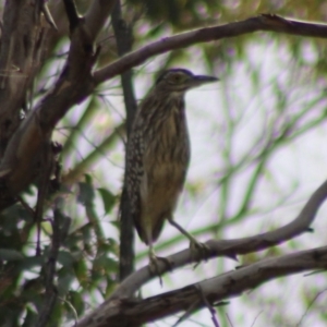 Nycticorax caledonicus at Jerangle, NSW - 17 Dec 2023